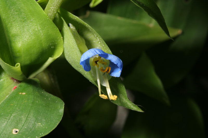Commelina sp. / Erba miseria (pianta coltivata)